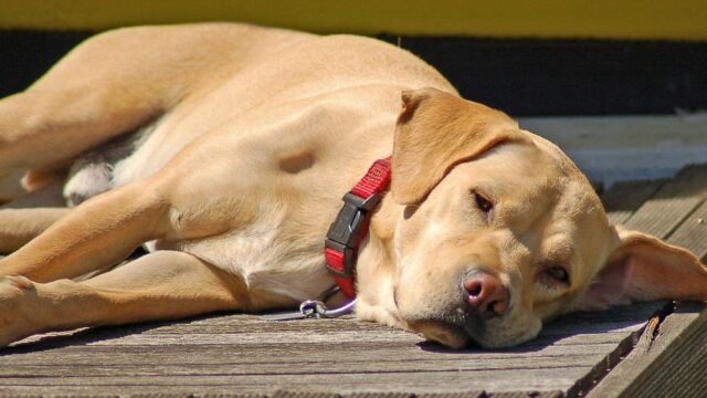 Собаку, которая съела таблетки хозяйки, спасли антидотом от героина