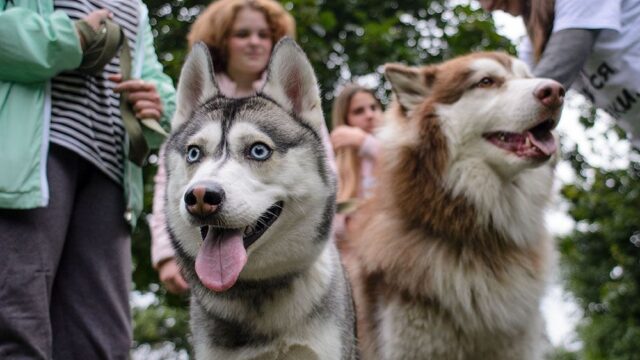 В Москве прошла выставка-раздача собак из приютов. Фоторепортаж