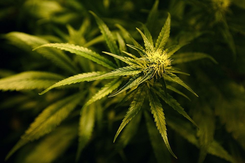 В калифорнии разрешена марихуана как вырастить коноплю дома закон россии