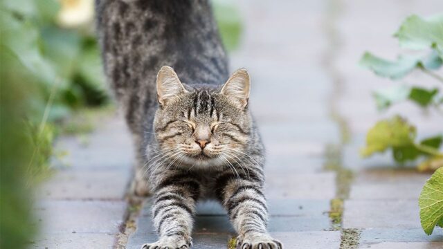 Цап, но не царап: как в мире запрещают удалять когти кошкам