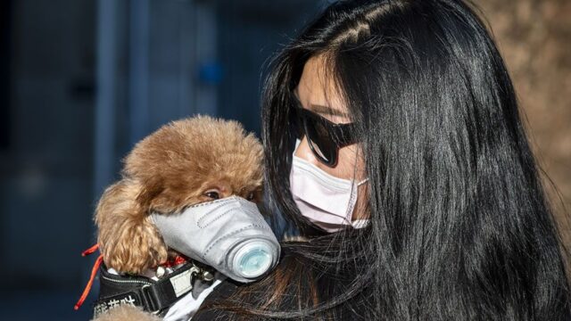 В Японии впервые коронавирус выявили у собак