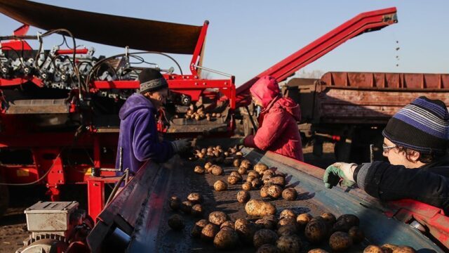 Российские аграрии предупредили о возможном дефиците картофеля