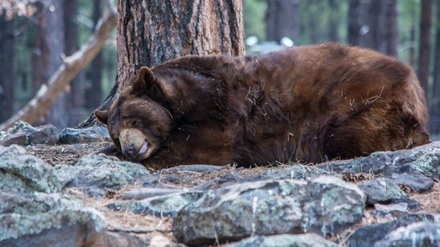 На Урале власти закрытого города до весны взяли под охрану медведя, который впал в спячку