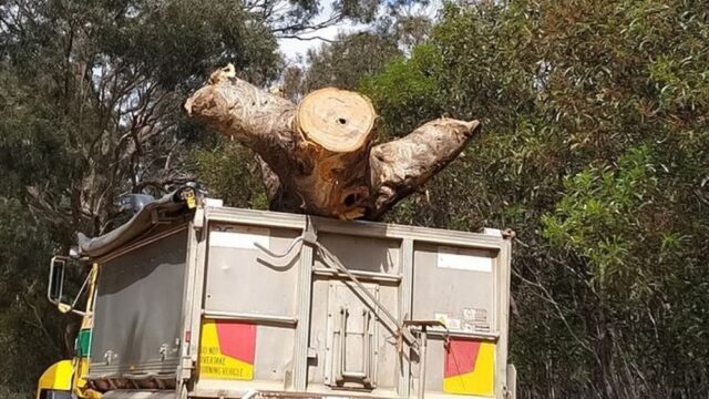 В Австралии срубили священное дерево, чтобы построить шоссе