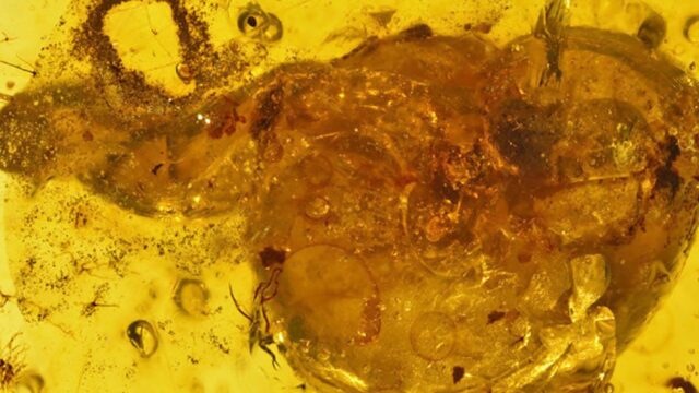 В янтаре нашли улитку возрастом около 99 млн лет