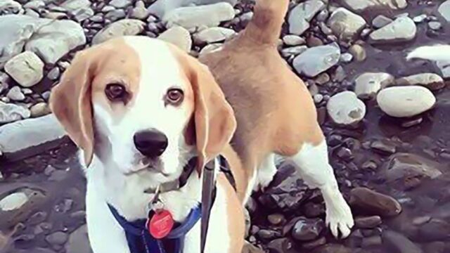 В Новой Зеландии тысяча волонтеров искала сбежавшую собаку