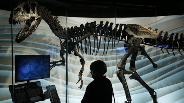 На аукционе в Мексике выставят хвост динозавра