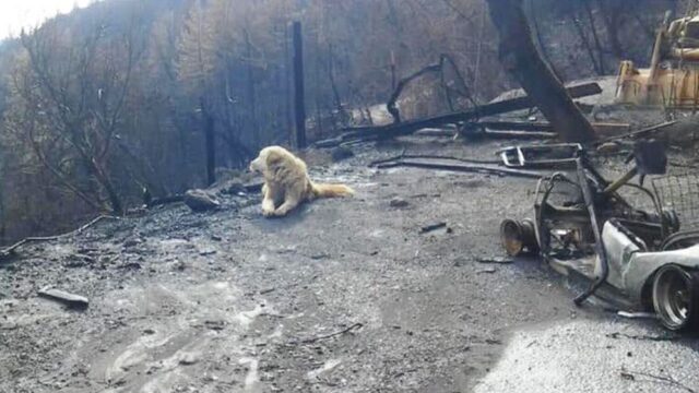 В Калифорнии пес месяц ждал хозяев на месте сгоревшего дома