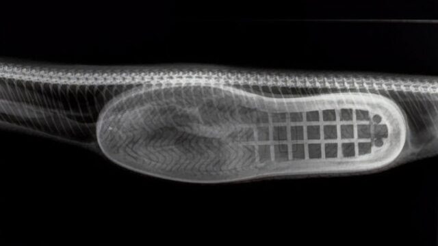 В Австралии прооперировали змею, которая съела тапку