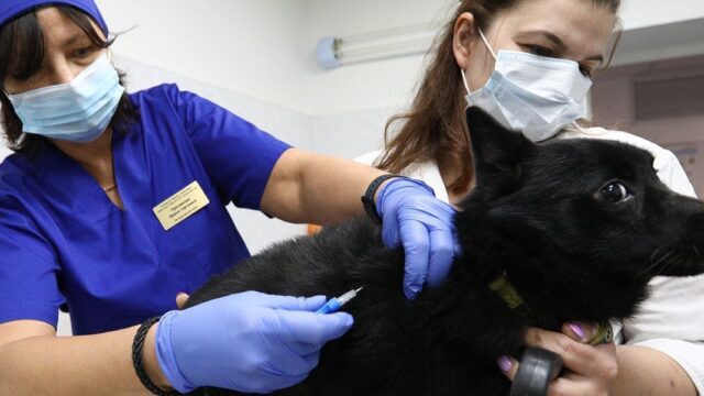 В России впервые в мире появилась вакцина от ковида для животных