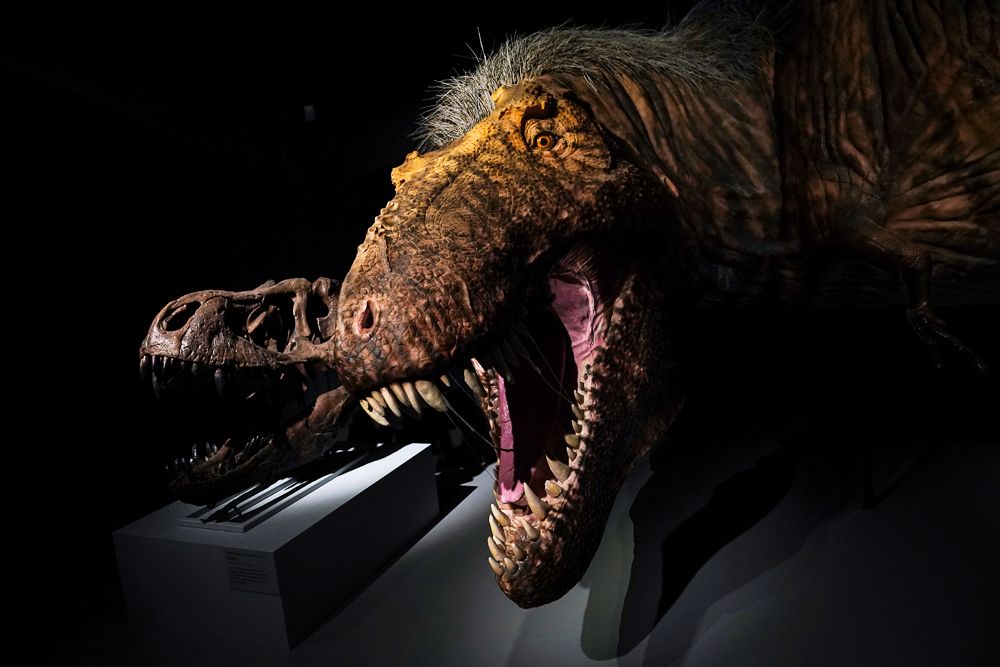 Американец выставил на Ebay останки детеныша динозавра. Он хочет за них почти $3 млн