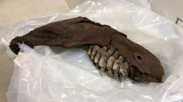 В Айове подросток нашел челюсть мастодонта, которой около 34 тысяч лет