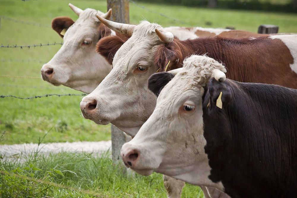 Швейцарцы высказались против субсидий фермерам, которые оставляют рога коровам и козам