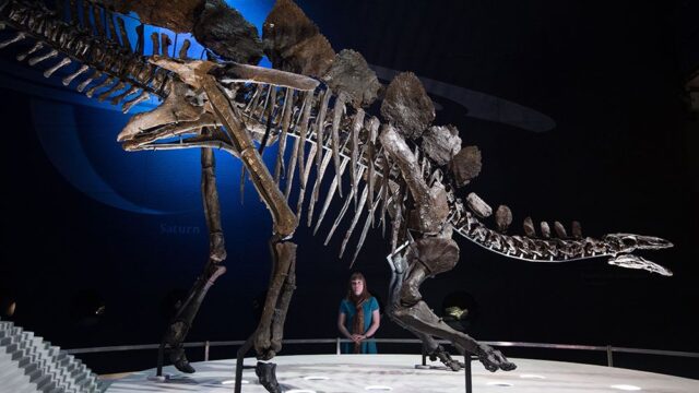 В Марокко ученые нашли останки самого древнего стегозавра