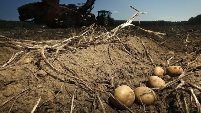 Американские ученые работают над созданием картошки, устойчивой к изменению климата