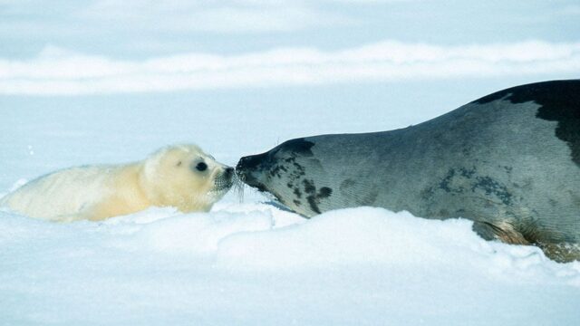 Ученые: детеныши гренландских тюленей оказались под угрозой из-за аномальной зимы