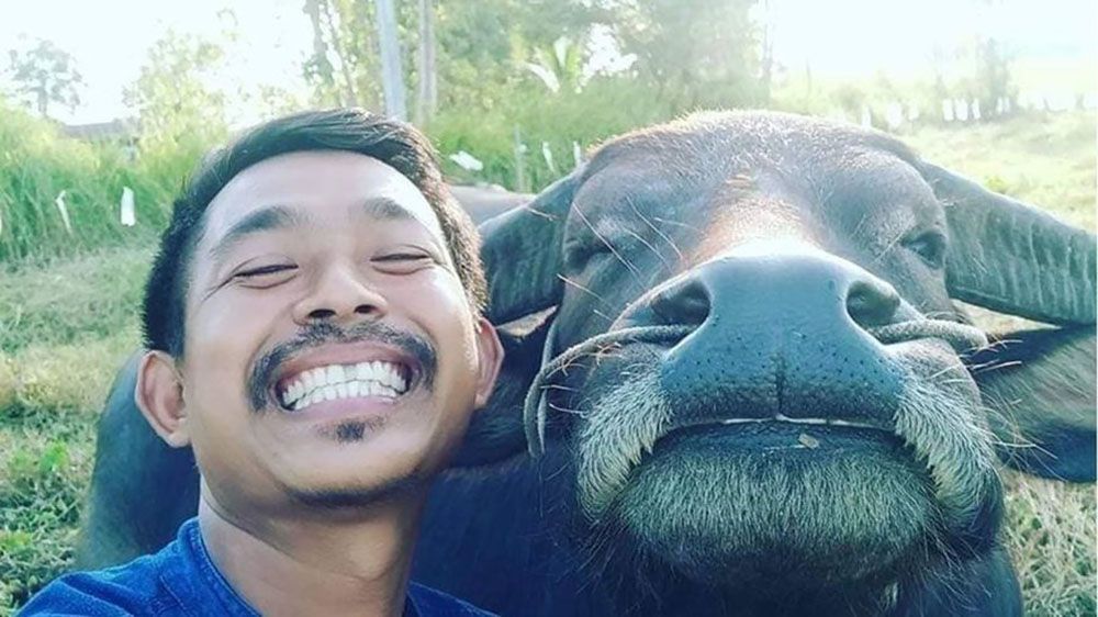 Фермер из Таиланда за два дня собрал в интернете деньги, чтобы выкупить своего друга-буйвола