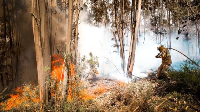 В Португалии локализовали крупнейший лесной пожар. Погибли 64 человека