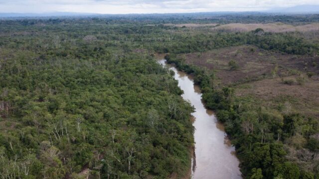Исследование: две трети тропических лесов уничтожены или пришли в упадок