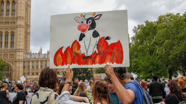 В Великобритании скотобойня разрешила активистам-веганам прощаться с коровами, которых везут на убой