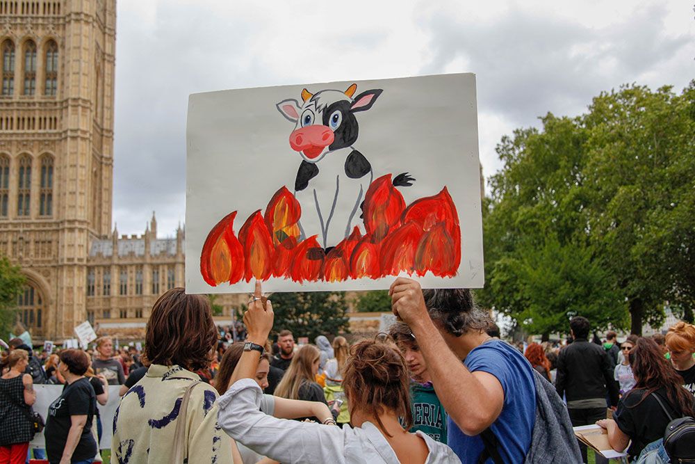 В Великобритании скотобойня разрешила активистам-веганам прощаться с коровами, которых везут на убой