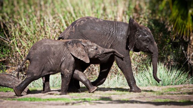 Власти США разрешат охотникам на слонов привозить трофеи из Замбии и Зимбабве