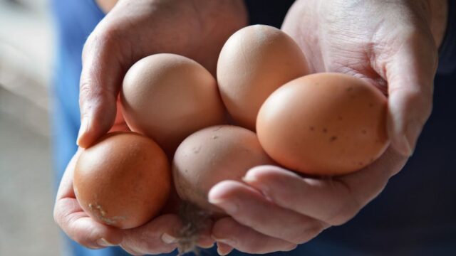 Ученые из Японии вывели кур, которые несут яйца с противовирусным препаратом