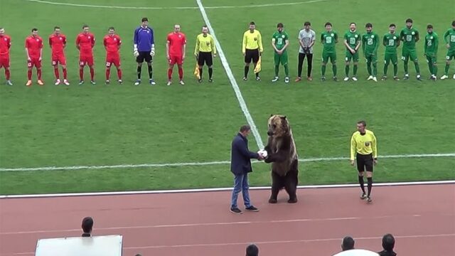 Британские зоозащитники осудили появление медведя на футбольном матче «Машук» — «Ангушт»