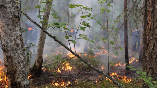 Сезонные лесные пожары в России начались раньше обычного. Репортаж RTVI из горящих районов страны