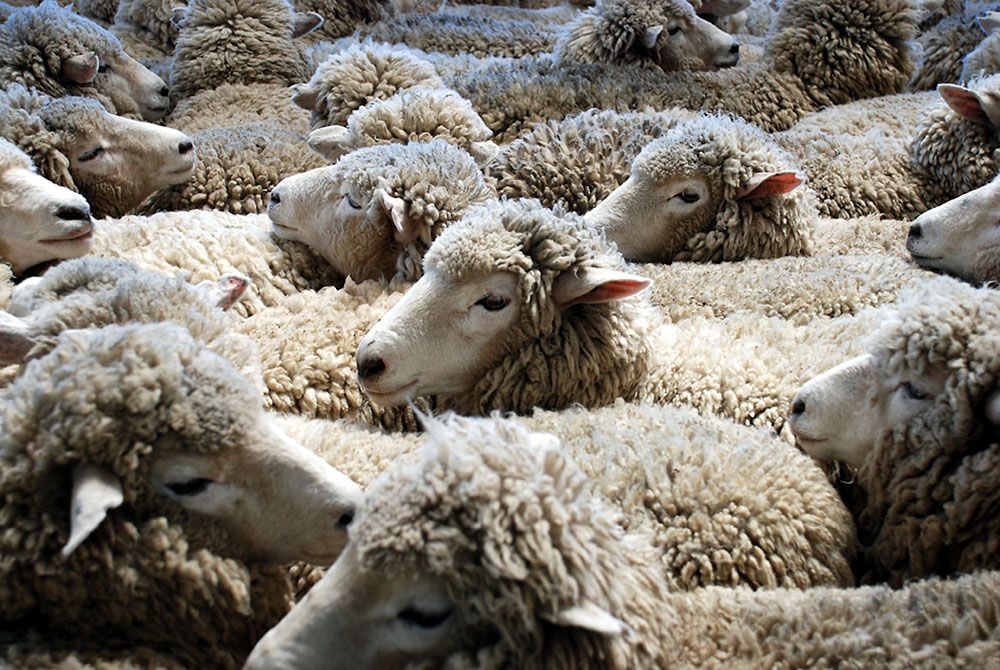 Во Франции 15 овец зачислили в школу, чтобы спасти ее от закрытия