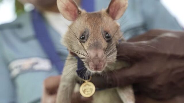 Британцы наградили крысу-героя по кличке Магава золотой медалью за поиск мин в Камбодже