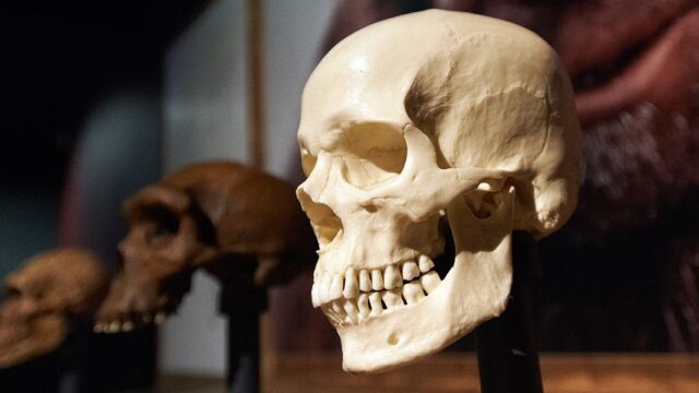 Ученые: неандертальцы слышали почти так же, как современные люди