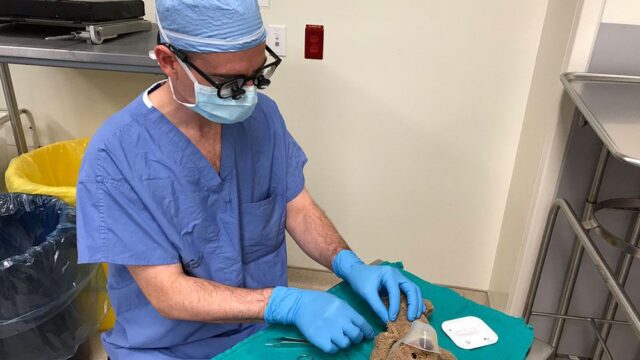 В Канаде хирург прооперировал плюшевого медведя по просьбе восьмилетнего пациента