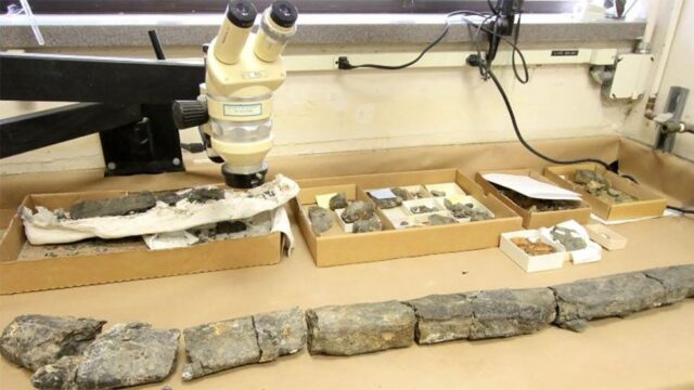 Найденные в Польше доисторические кости оказались останками ребенка, которого съела гигантская птица