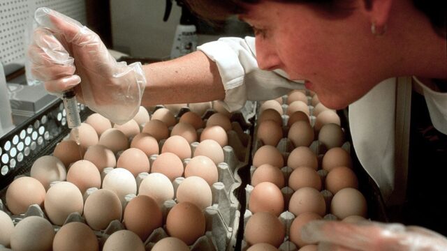 В США из-за подозрений на сальмонеллу отозвали больше 200 млн яиц