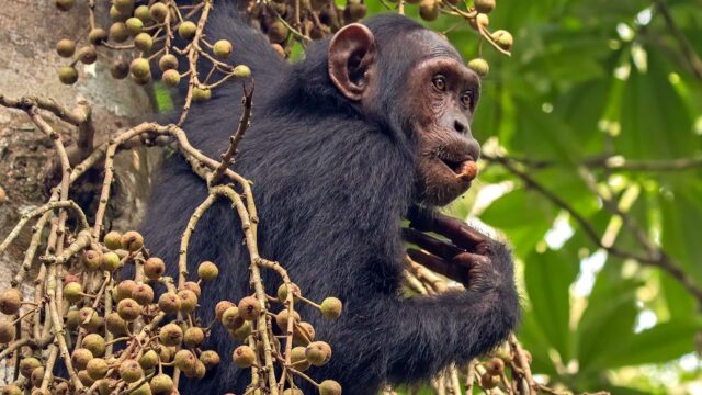 Чем язык жестов шимпанзе похож на вашу речь