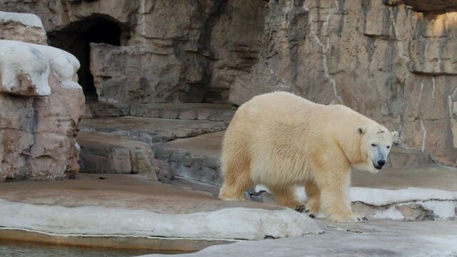 В зоопарке Сингапура умер единственный в мире белый медведь, рожденный в тропиках