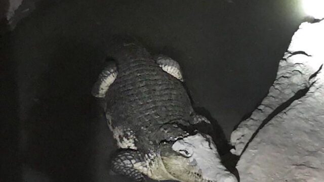 Полицейские обнаружили в пригороде Санкт-Петербурга двухметрового крокодила