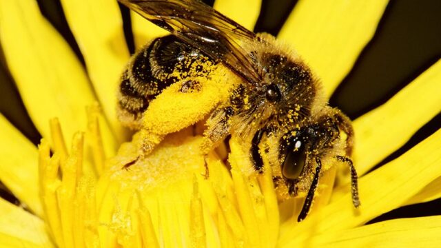 В Калифорнии после нападения на пасеку умерли 200 тысяч пчел