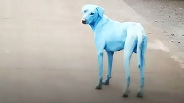 В Мумбае появились собаки с голубой шерстью. Это связывают с загрязнением реки