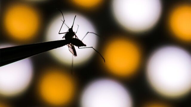 В Китае ученые придумали, как уничтожать комаров с помощью радиации и бактерий