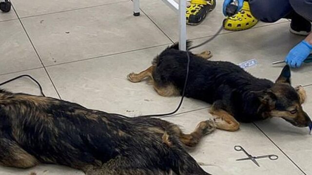 В подмосковном приюте отравились более 150 собак, 16 из них умерли