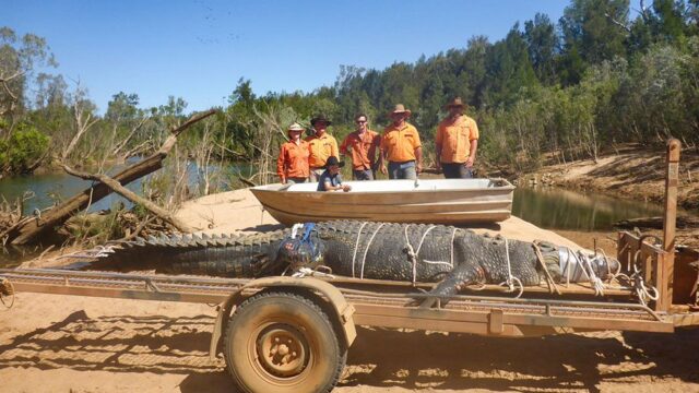 В Австралии рейнджеры после нескольких лет поиска выловили 600-килограммового крокодила