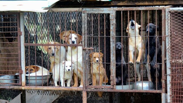 Суд в Южной Корее запретил убивать собак для еды