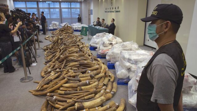 В Гонконге арестовали крупнейшую нелегальную партию слоновой кости за 30 лет