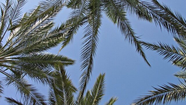 В Израиле вырастили пальмы из семян возрастом 2000 лет
