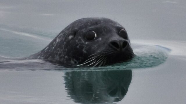 Британские ученые проследили путь пластика до желудка тюленей