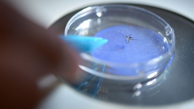 Ученые: комары переносят из воды на сушу микропластик, который потом попадает в желудки птиц