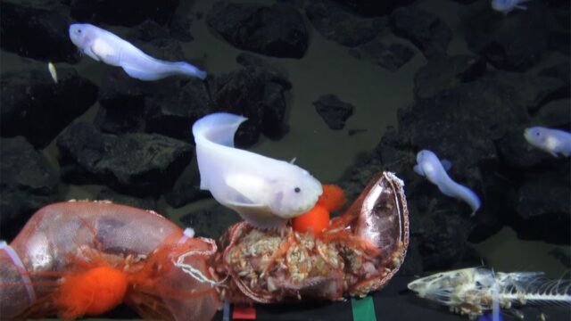 Японские ученые сняли рыбу на глубине 8178 метров. Это новый рекорд