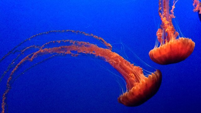 Ученые нашли пластиковый мусор внутри медуз